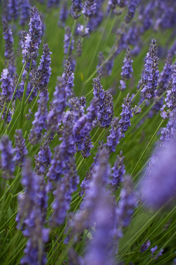 Lavender Farm, Norfolk